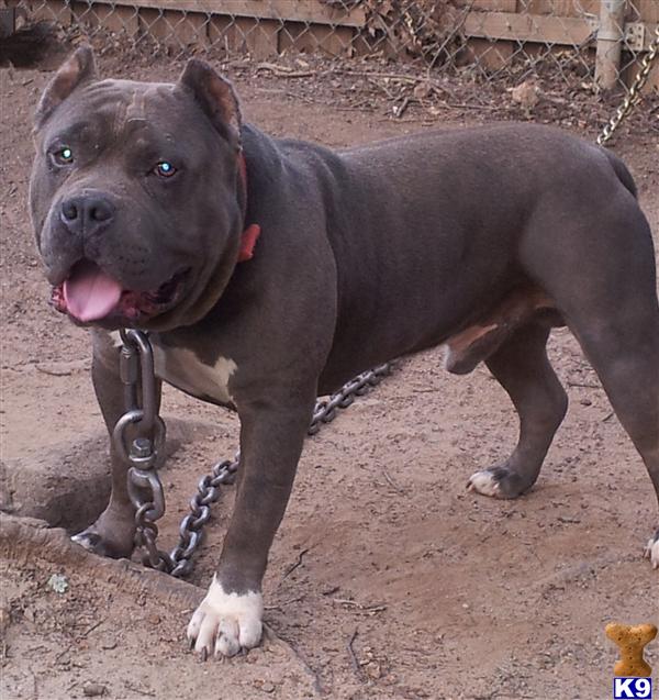 Dogs for Sale